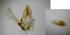 Acrobasis fallouella